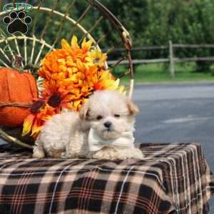 Romilly, Maltipoo Puppy