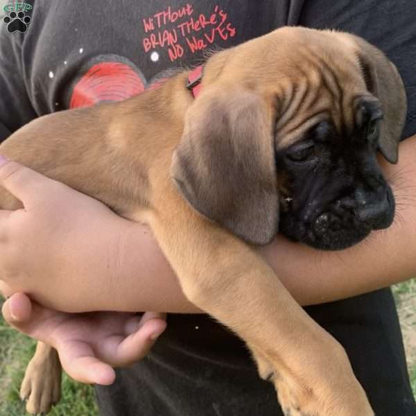 Surabi, Cane Corso Puppy