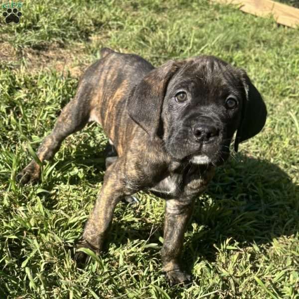 Chase, Cane Corso Puppy