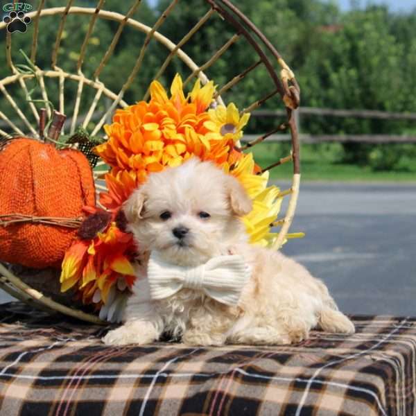 Romilly, Maltipoo Puppy