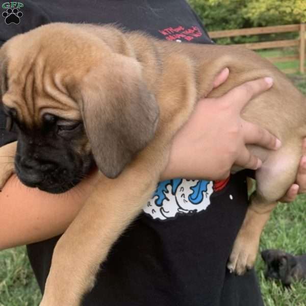 Simba, Cane Corso Puppy