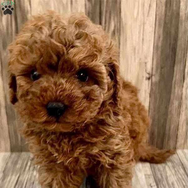 Ruby, Cavapoo Puppy