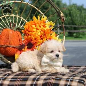 Romilly, Maltipoo Puppy