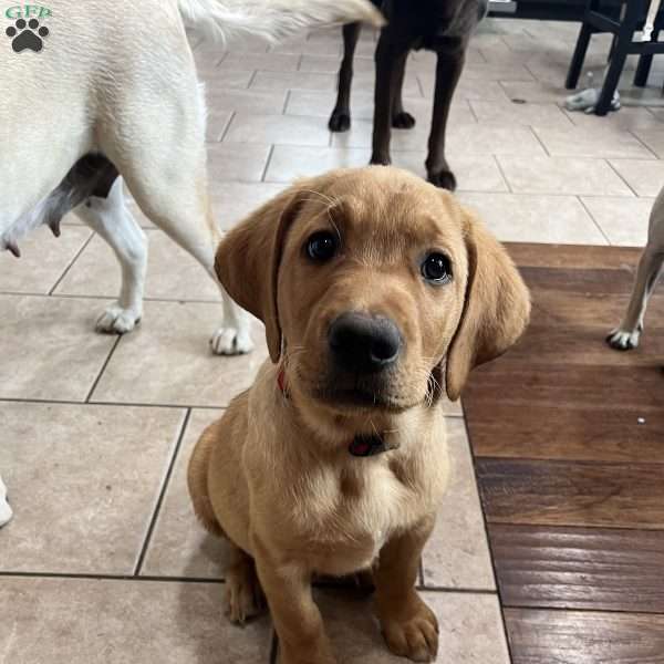 Big Red, Fox Red Labrador Retriever Puppy