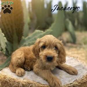 Jacaerys, Mini Goldendoodle Puppy