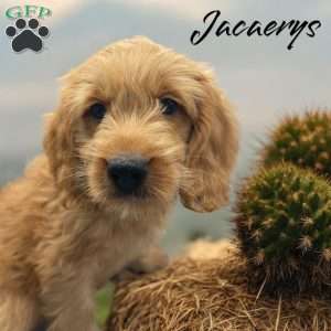 Jacaerys, Mini Goldendoodle Puppy