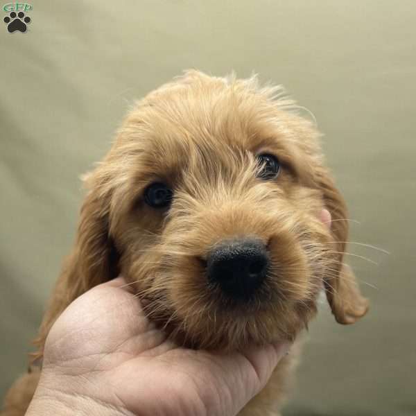 Jacaerys, Mini Goldendoodle Puppy