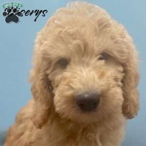 Vicerys, Mini Goldendoodle Puppy