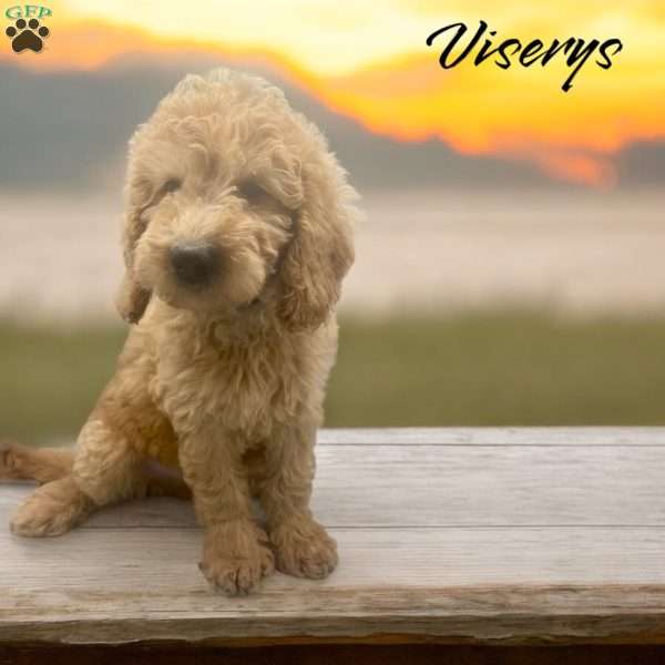 Vicerys, Mini Goldendoodle Puppy