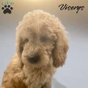 Vicerys, Mini Goldendoodle Puppy