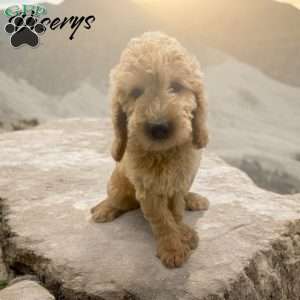 Vicerys, Mini Goldendoodle Puppy