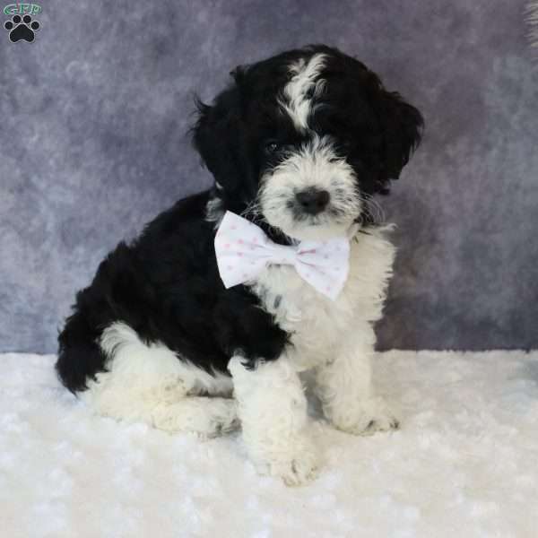 Kaylee, Mini Sheepadoodle Puppy