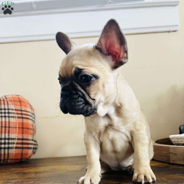 Jill, French Bulldog Puppy