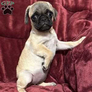 Jinx, Pug Puppy