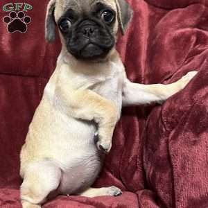 Jinx, Pug Puppy