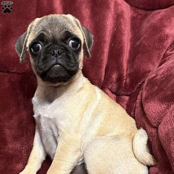 Jinx, Pug Puppy