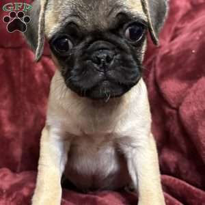 Jinx, Pug Puppy