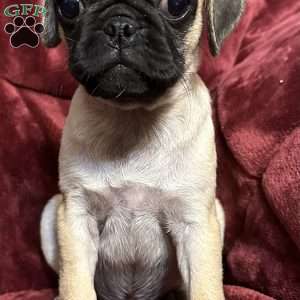 Jinx, Pug Puppy