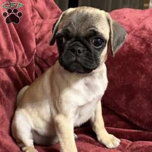 Jinx, Pug Puppy