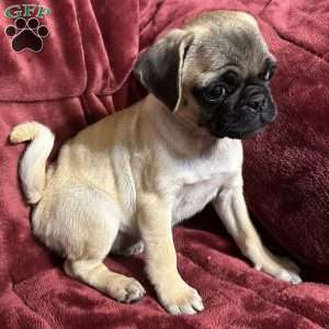 Jinx, Pug Puppy