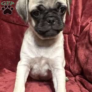 Jazzy, Pug Puppy