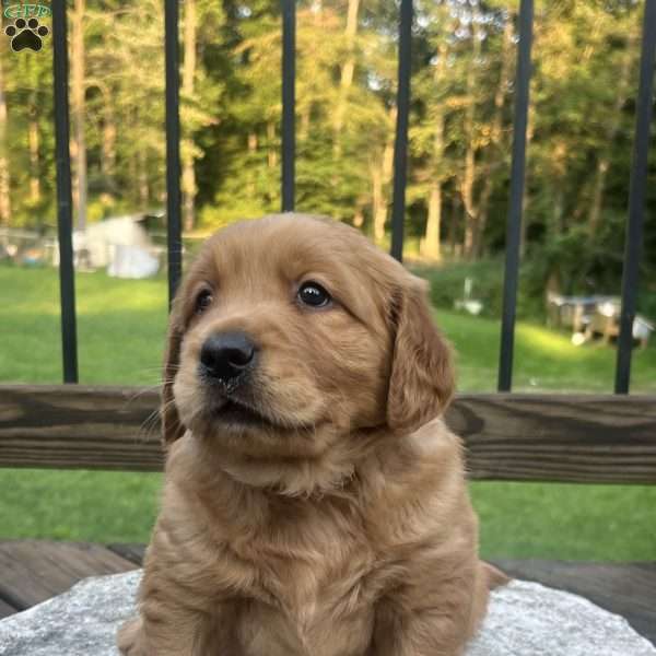 Deisel, Golden Retriever Puppy