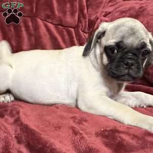 Jazzy, Pug Puppy