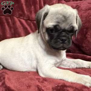 Jazzy, Pug Puppy