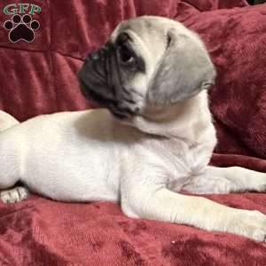 Jazzy, Pug Puppy