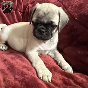 Jazzy, Pug Puppy