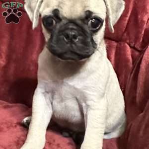 Jazzy, Pug Puppy