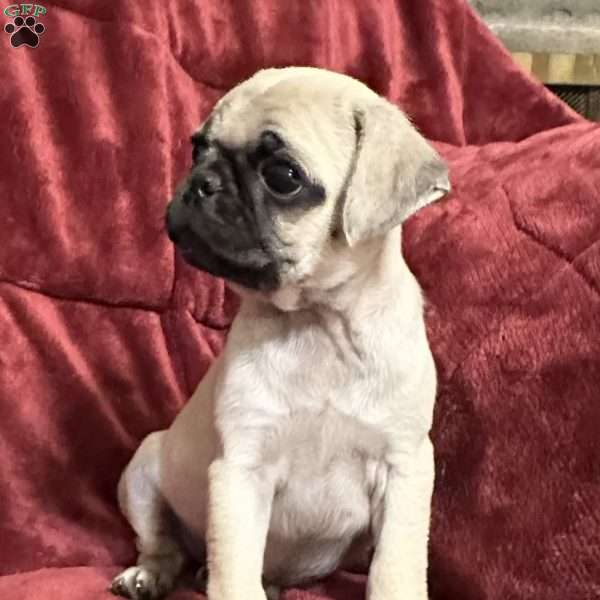 Jazzy, Pug Puppy