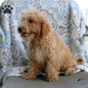 Cuddles, Miniature Poodle Puppy