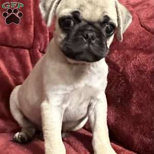 Jazzy, Pug Puppy