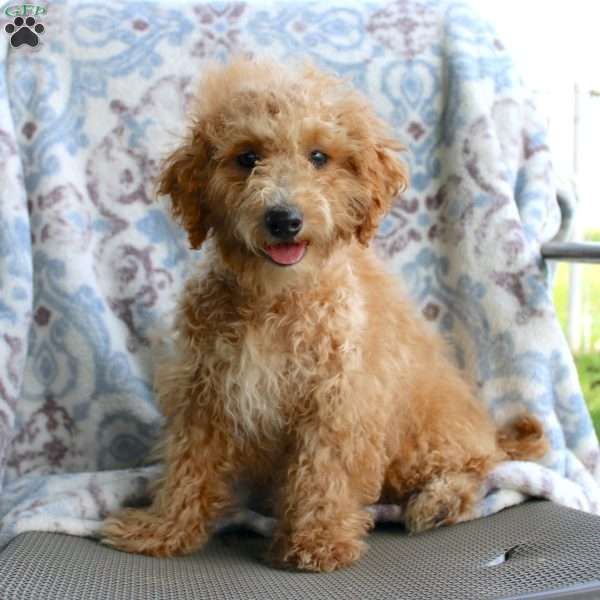 Cuddles, Miniature Poodle Puppy