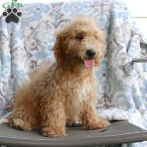 Cuddles, Miniature Poodle Puppy