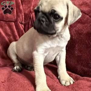 Jazzy, Pug Puppy