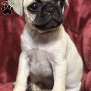 Jazzy, Pug Puppy