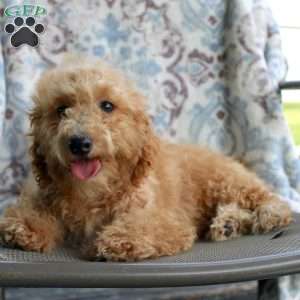 Cuddles, Miniature Poodle Puppy