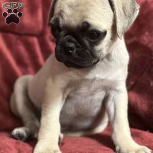 Jazzy, Pug Puppy