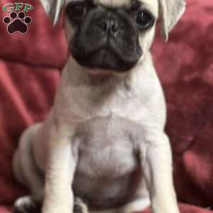 Jazzy, Pug Puppy