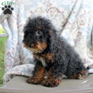 Bouncer, Miniature Poodle Puppy