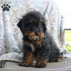 Bouncer, Miniature Poodle Puppy