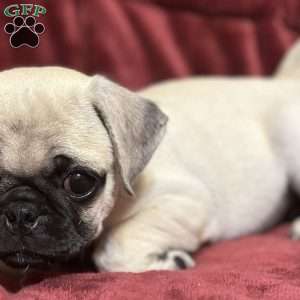 Jazzy, Pug Puppy