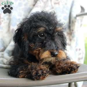 Bouncer, Miniature Poodle Puppy