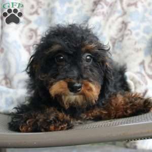 Bouncer, Miniature Poodle Puppy