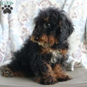 Bouncer, Miniature Poodle Puppy