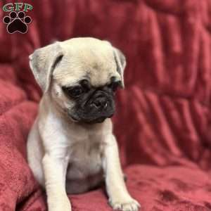 Jazzy, Pug Puppy