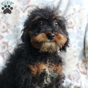 Bouncer, Miniature Poodle Puppy