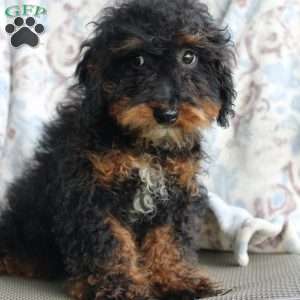 Bouncer, Miniature Poodle Puppy